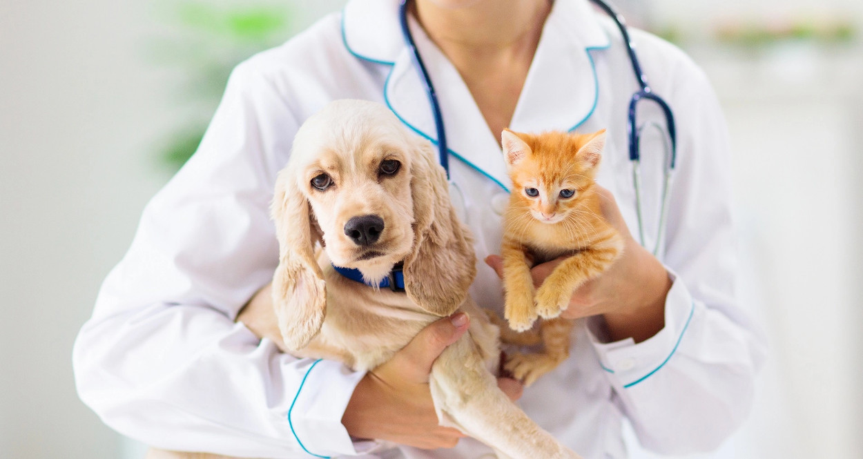 Ein Tierarzt hält einen Hund und eine Katze in den Händen.